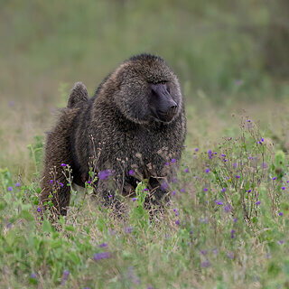 Soysambu - Olive baboon